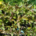Flox metlinatý (Phlox paniculata) ´SWEET SUMMER DREAM’® - kont. C1,5L